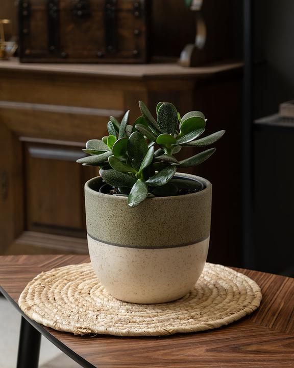 Produktbild feey Geldbaum (25 cm, Frisch umgetopft)
