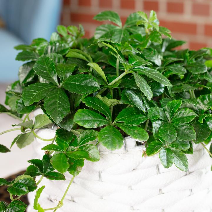 Actual product image Flowerbox Room wine "Smit Verona Vein" - Parthenocissus striata (20 cm)