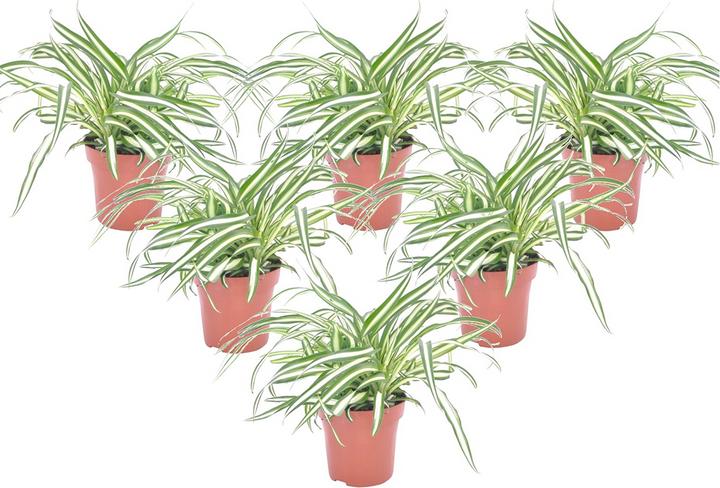 Produktbild Plant in a Box Chlorophytum comosum 'Atlantic' - 6er Set Grünlilie (25 cm)