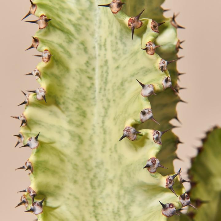 Actual product image Mary and Plants Spurge Cactus Variegata (70 cm)