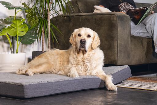 Produktbild Beeztees Zira (Hund)
