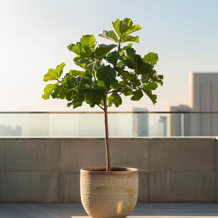 Image du produit Plant in a Box Ficus Carica - Figuier (70 cm)