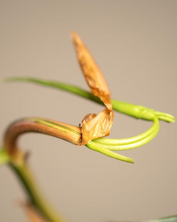 Immagine prodotto feey Philodendron scandens Brasil (25 cm, Appena rinvasata)