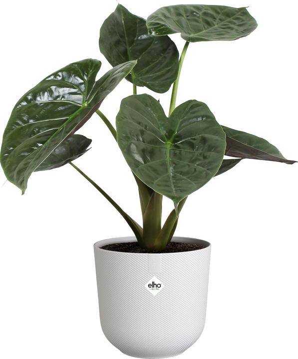 Actual product image Elho Jazz Rund (26 cm)