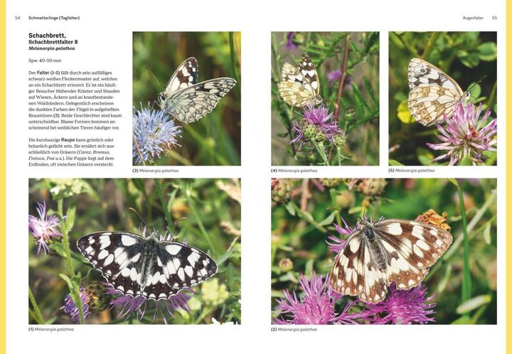 Produktbild Das grosse Handbuch Insekten (Deutsch, Ewald Gerhardt, 2021)