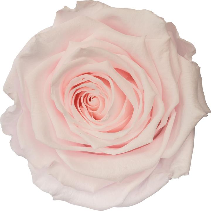 Produktbild Migros Ostschweiz Premium Rose (Stabilisierte Rose) in Geschenksbox (Infinity Blumen)