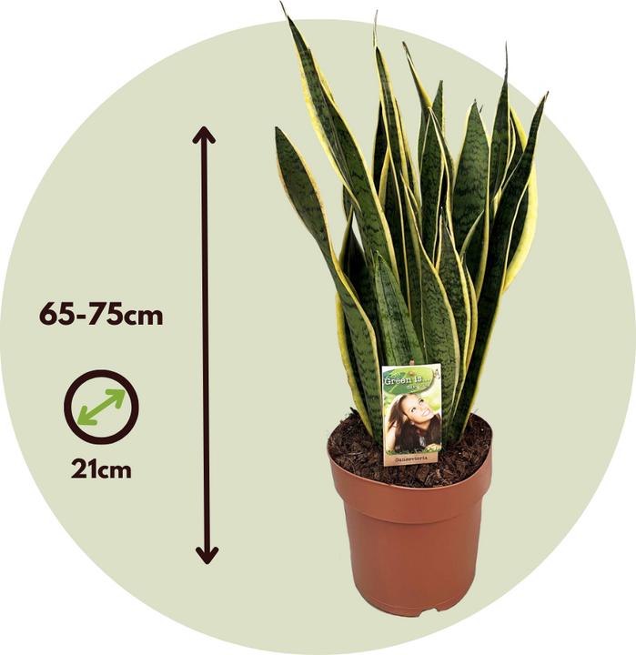 Actual product image Plant in a Box Sansevieria trifasciata Laurentii - bow hemp (65 cm)