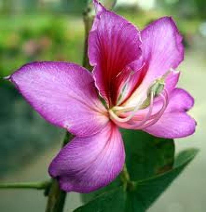 Image du produit Tropica Arbre à orchidées (Plante bulbeuse)