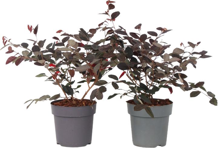 Plant in a Box Loropetalum 'Fire Dance' - Riemenblüte (30 cm)