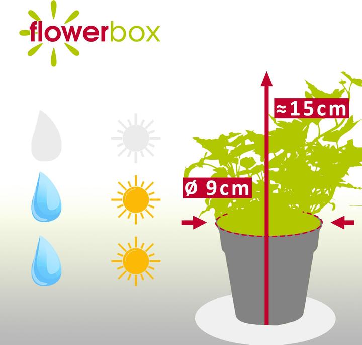 Image du produit Flowerbox Lierre commun- Hedera helix (15 cm)