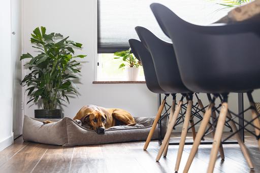 Image du produit Beeztees Veo (Chien)