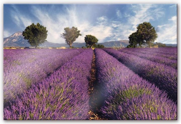 Produktbild Trenddeko Lavendelfeld (100 x 70 cm)
