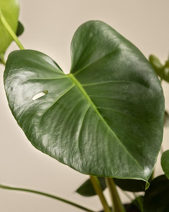 Image du produit feey Grand Monstera (65 cm, Fraîchement rempotés)