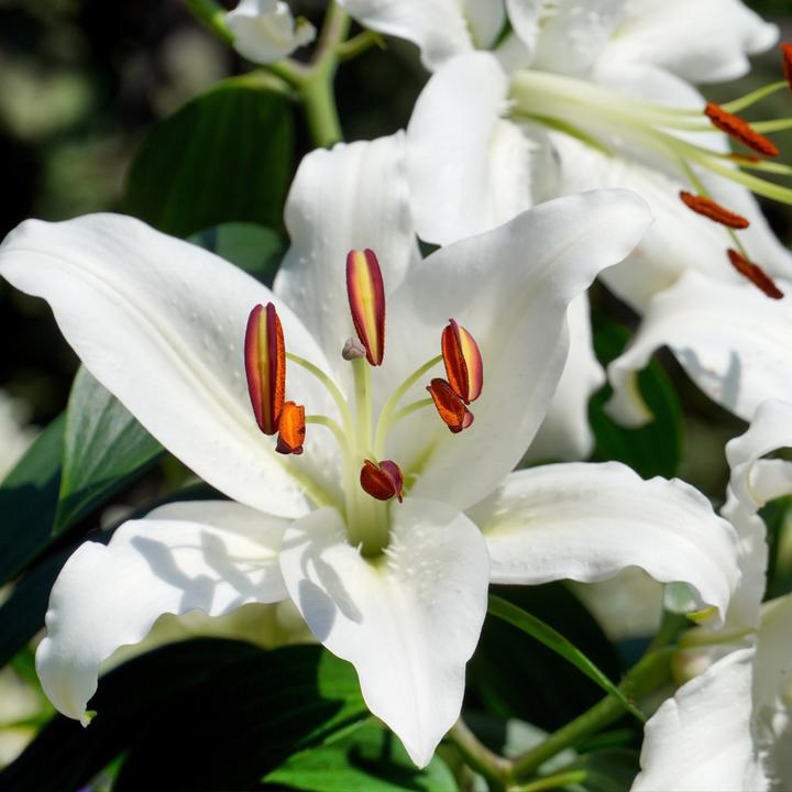 Image du produit Plant in a Box Lilium orientalis mix - Lot de 10 Lys (10 cm)