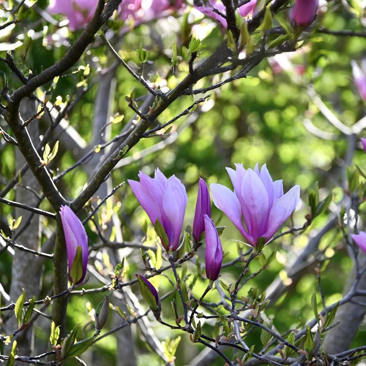 Actual product image Plant in a Box Magnolia susan, soulangeana, stellata (25 cm)