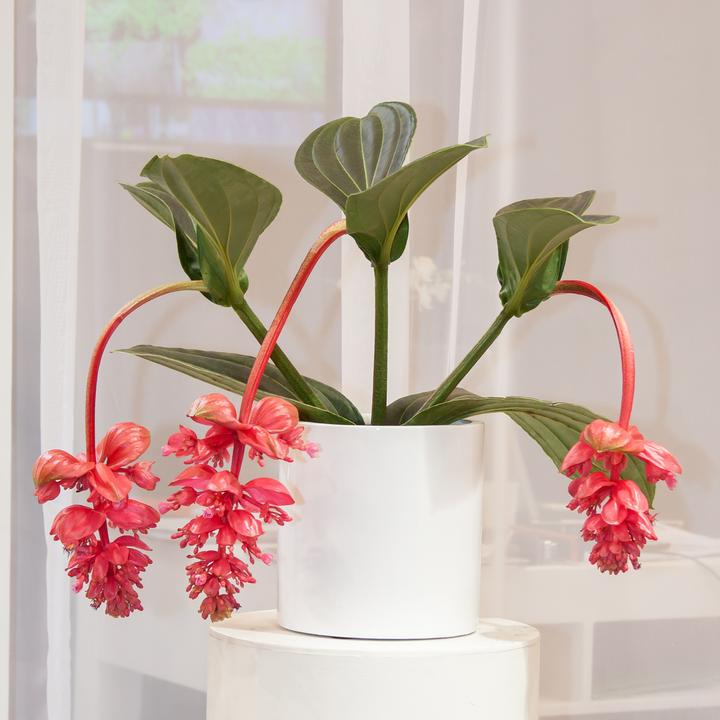Immagine prodotto Plant in a Box Medinilla Magnifica - Set di 2 medinilla rosa (40 cm)