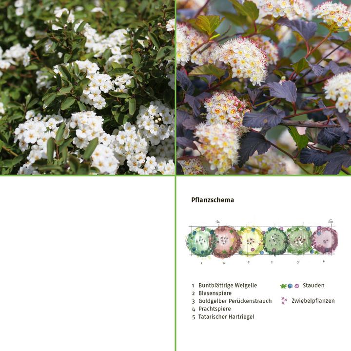 Produktbild Zulauf Heckenset: Blättervielfalt (100 cm)
