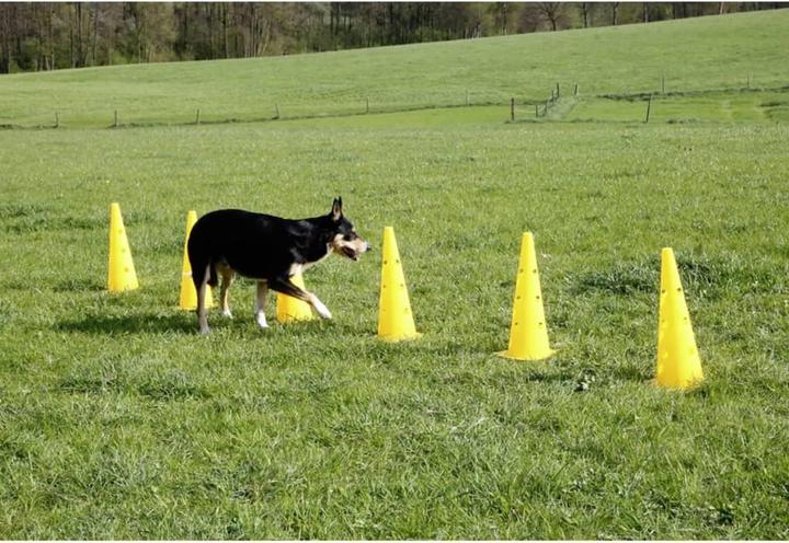 Produktbild Kerbl Agility Pylonen-Hürden Set (One Size, Agility)