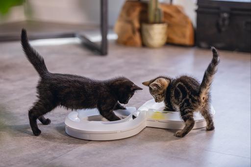 Actual product image Beeztees Bz Kitten Pl Game Rail Agty