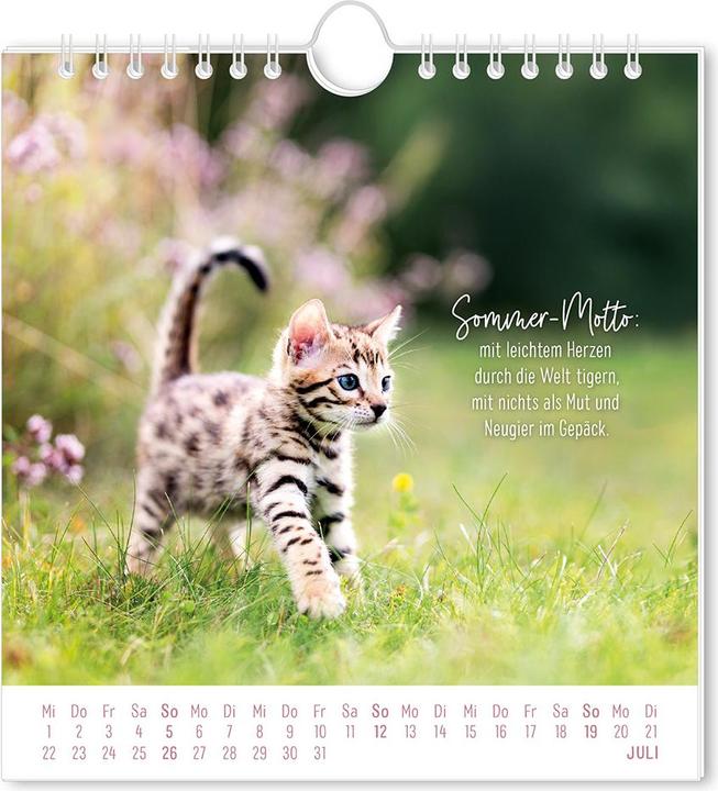 Immagine prodotto Postkartenkalender 2026 Auf leisen Pfot (16 x 17 cm, Tedesco)