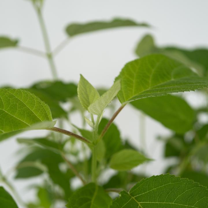 Produktbild Plant in a Box Hydrangea Strong Annabelle - 2er Set Hortensien (30 cm)