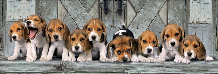 Immagine prodotto Clementoni Cani Beagles (1000 pezzi)