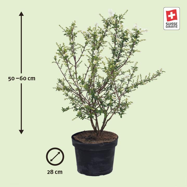 Actual product image Zulauf Prunkspiere / Exochorda racemosa 'Niagara' (80 cm)
