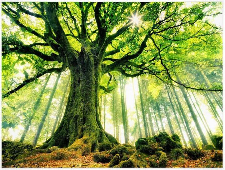 Immagine prodotto Trenddeko Kiciak - Bosco delle fiabe (40 x 30 cm)