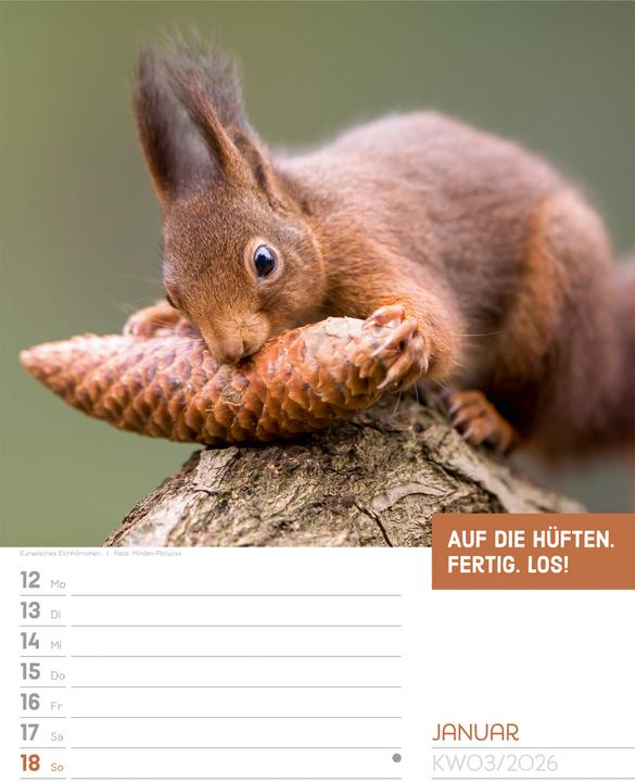 Immagine prodotto Tierisch! Sprüchekalender - Wochenplaner Kalender 2026 (25 x 33 cm, Tedesco)