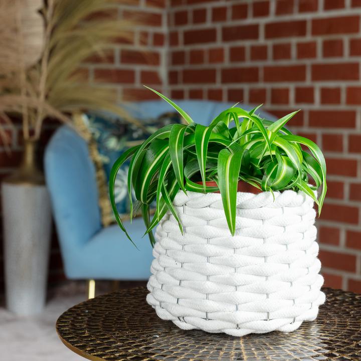 Image du produit Flowerbox Lis vert "Bonnie" - Chlorophytum Comosum (25 cm)