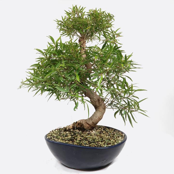 Image du produit Bonsai.ch Ficus neriifolia Figuier laurier-rose cm