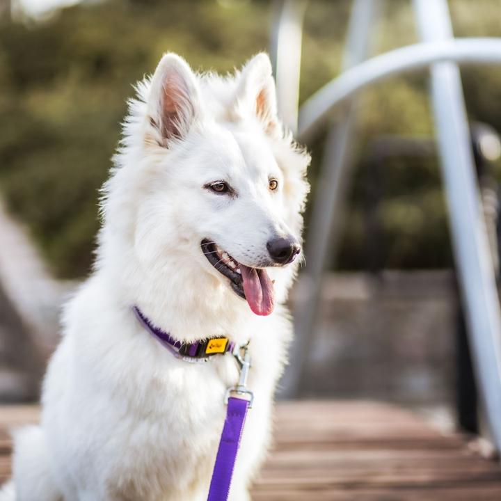 Produktbild Red Dingo DINGO Energy purple - Hundehalsband - 31-49 cm (Hund, Allgemein)