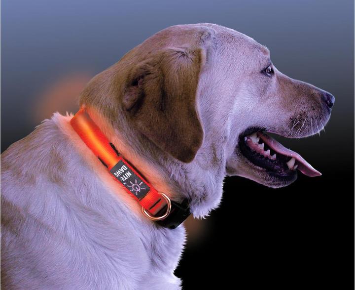 Actual product image Nite Ize Nitedawg LED Collar (S, Dog, Jogging, Walks)