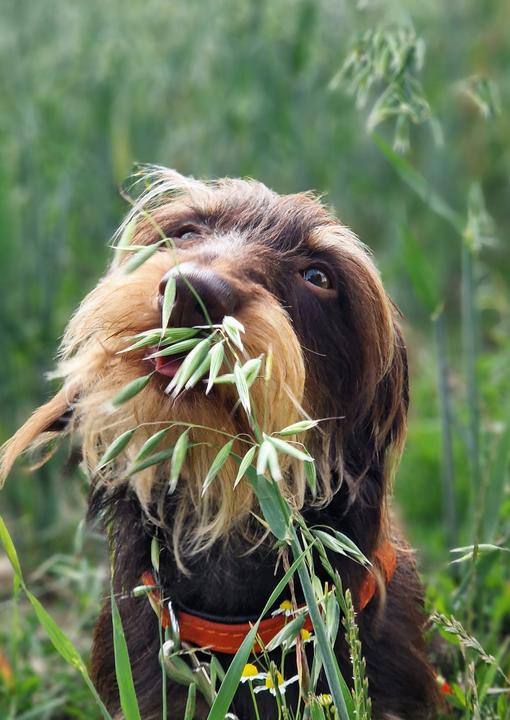 Actual product image Über 125 Naturheilmittel Für den gesunden Hund! (German, Diana Tiebes, 2024)