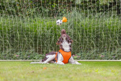 Image du produit Beeztees Bz Holland Lufthorn HD Jeu 2 (Jouet à mâcher pour chien)