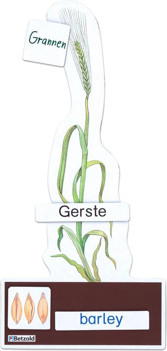 Immagine prodotto Betzold Determinare il risparmio set cereali (Tedesco, Francese, Inglese)