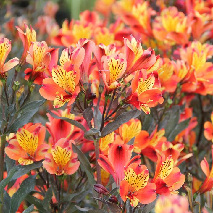 Immagine prodotto Zulauf Alstroemeria 'Indian Summer'® / Inkalilie 'Indian Summer' ® (50 cm)