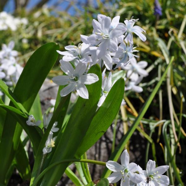 Produktbild Säntispracht 3 er Set, Die unverwüstliche Kegelblume - Puschkinia scilloides (15 cm)