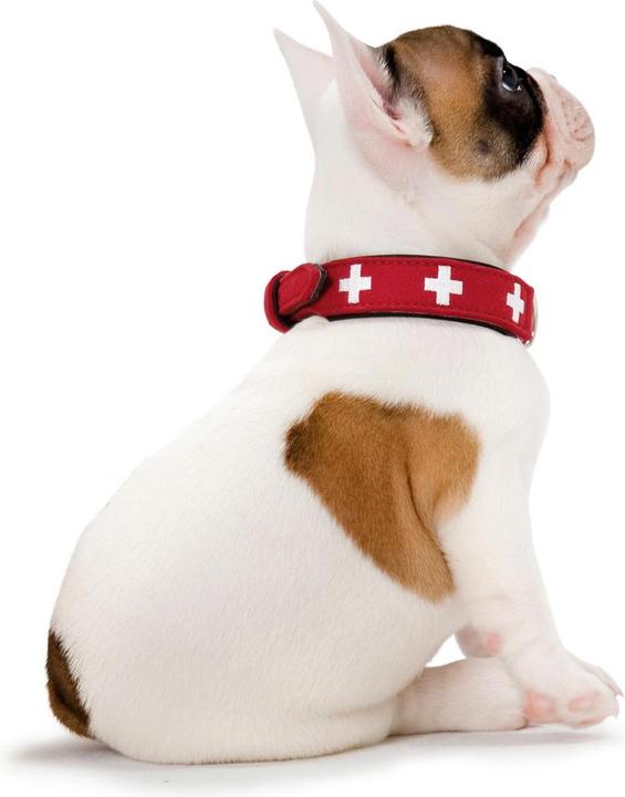 Immagine prodotto Hunter Swiss (Cane, Generale)