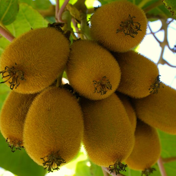 Produktbild Plant in a Box Actinidia deliciosa 'Jenny' - 6er Set Kiwibeeren Kletterpflanzen (20 cm)