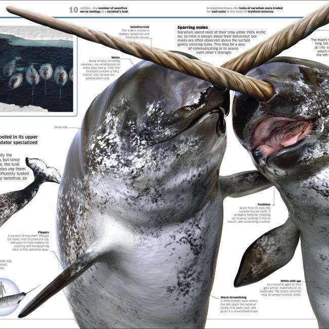 Image du produit Knowledge Encyclopedia Ocean! (Anglais, Collectif, 2020)