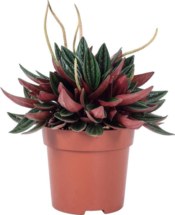 Actual product image Flowerbox Smit Rosso - Peperomia (15 cm)