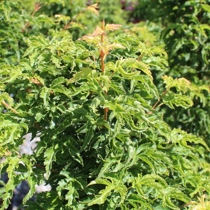 Produktbild Zulauf Japanischer Fächer-Ahorn / Acer palmatum 'Shishigashira' (70 cm)