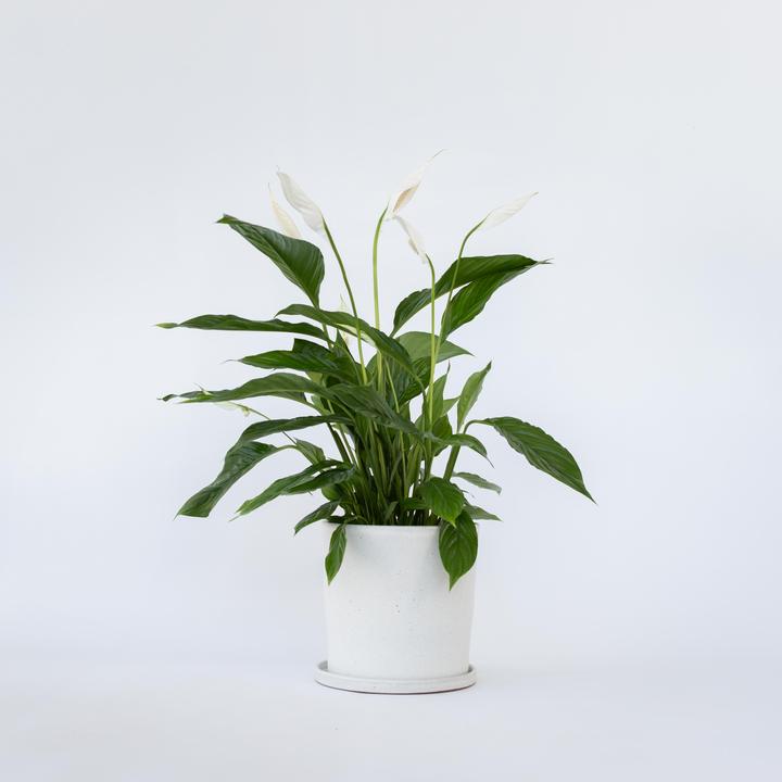 Actual product image Plant in a Box Spathiphyllum Lima - Einblatt (60 cm)