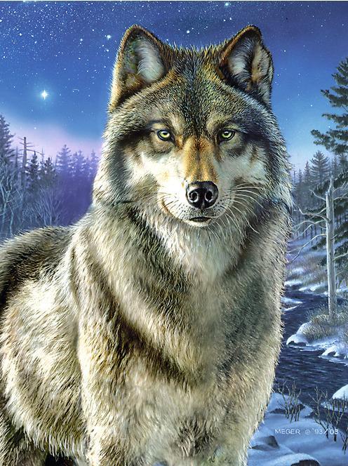 Image du produit Reeves International Peinture par numéros "Loup", 23 x 30 cm