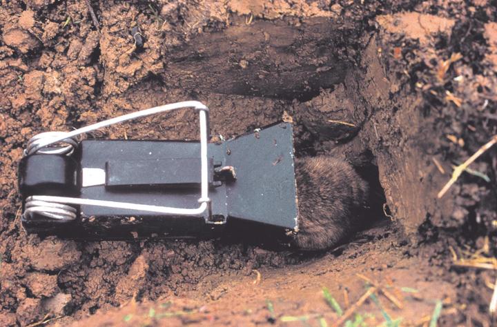 Actual product image Neudorff Vole catcher
