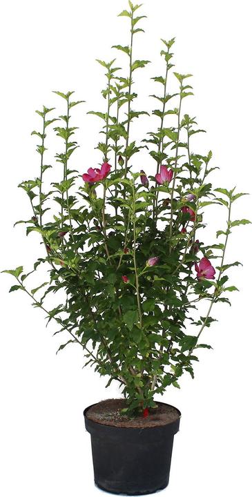 Actual product image Zulauf Eibisch / Hibiscus syr. 'Woodbridge' (80 cm)