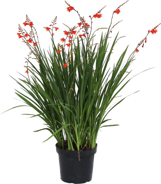 Immagine prodotto Zulauf Crocosmia croc.(x) 'Red King' / Monbretie 'Red King' (30 cm)