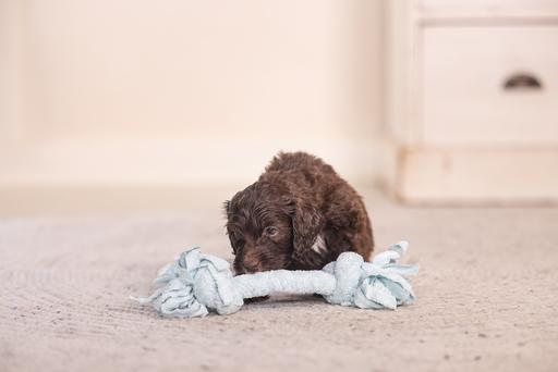 Image du produit Beeztees Puppy Corde à jouer Pim (Jouet à mâcher pour chien)