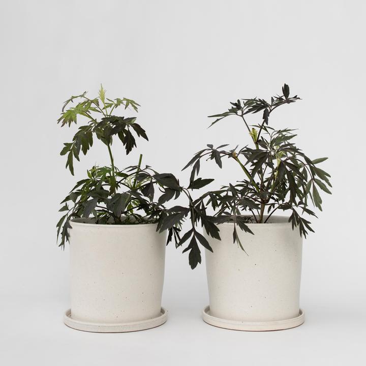 Produktbild Plant in a Box Sambucus nigra 'Black Lace' - 4er Set Holunder (25 cm)